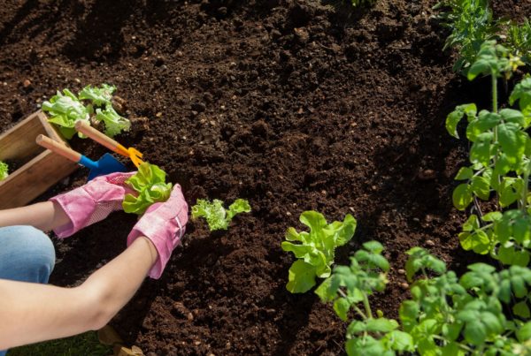 A person planting seedlings in freshly tilled dirt